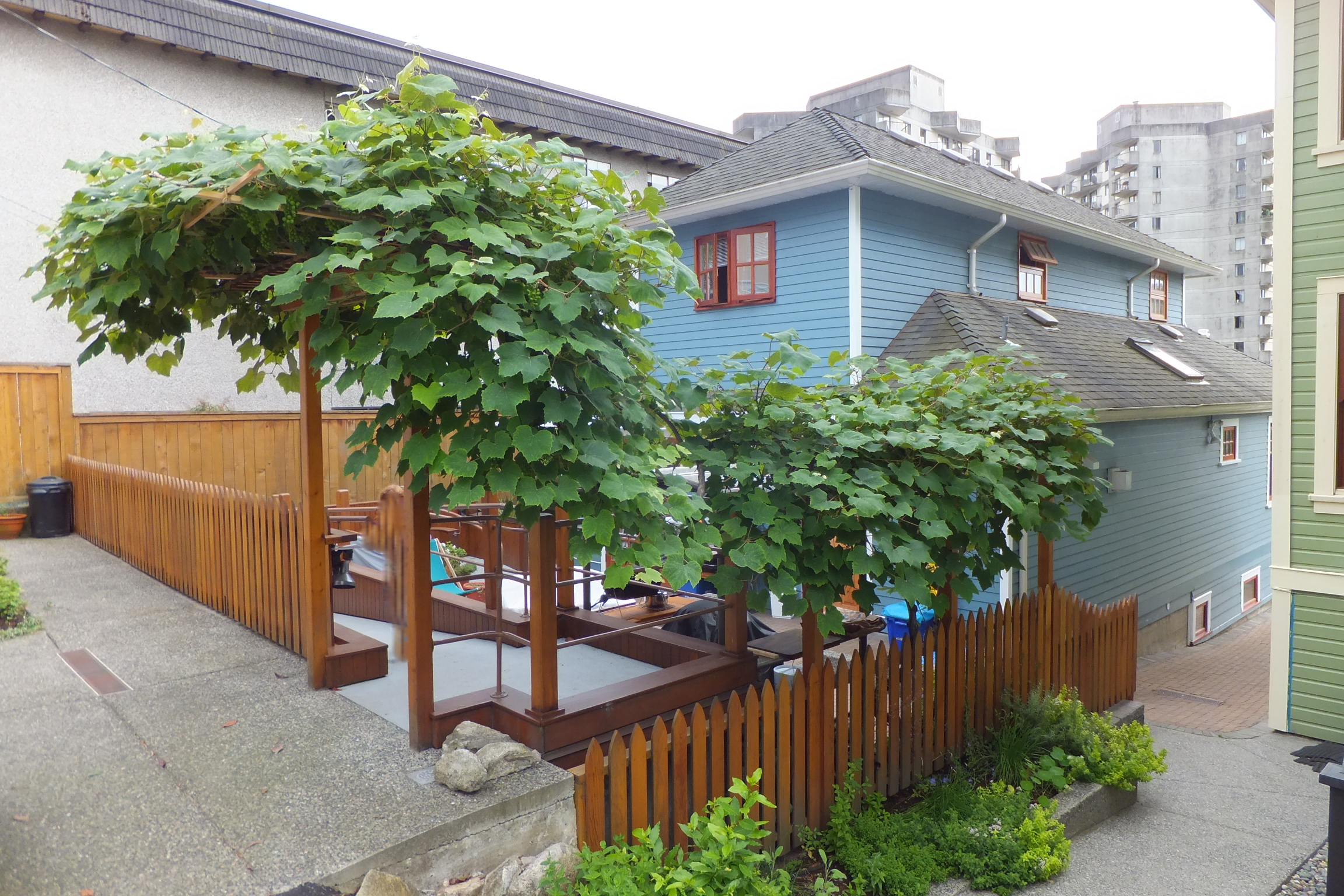 Grape Season_Sue's Guest Cottage